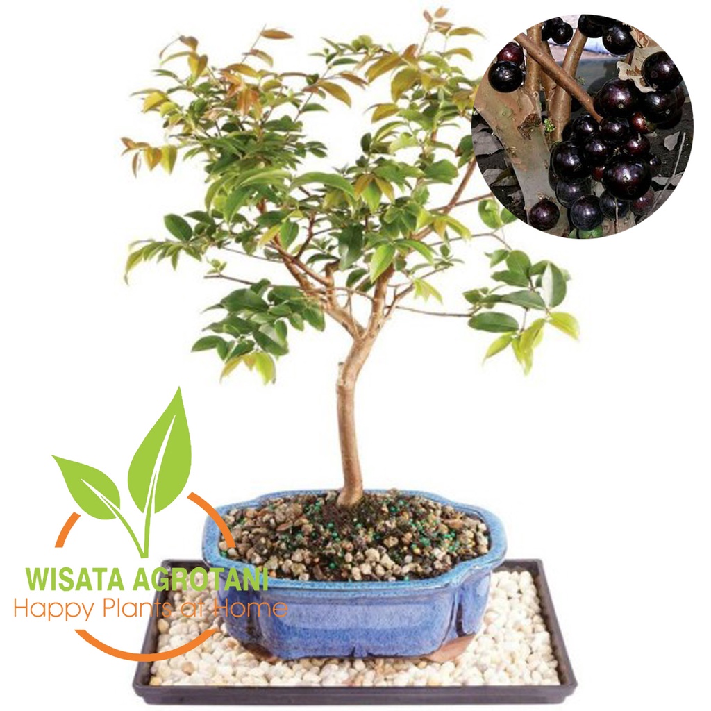 VIRAL Paket 4 Bibit Tanaman Anggur Pohon Preco Anggur Brazil Cangkok Tanaman Buah Anggur Priko Besar