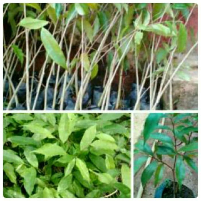 bibit pohon gaharu