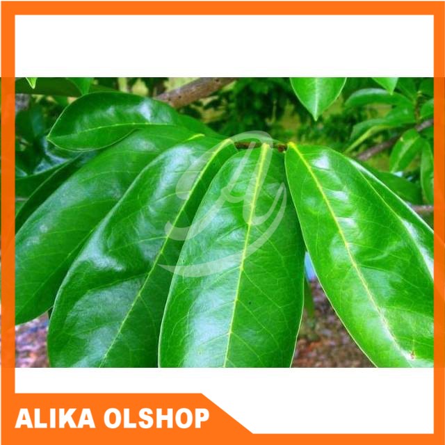 

DAUN SIRSAK SEGAR ORGANIK