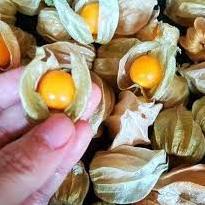 

[KODE ITIS0] PROMO CIPLUKAN/CECENDET/GOLDEN BERRY 250 GRAM