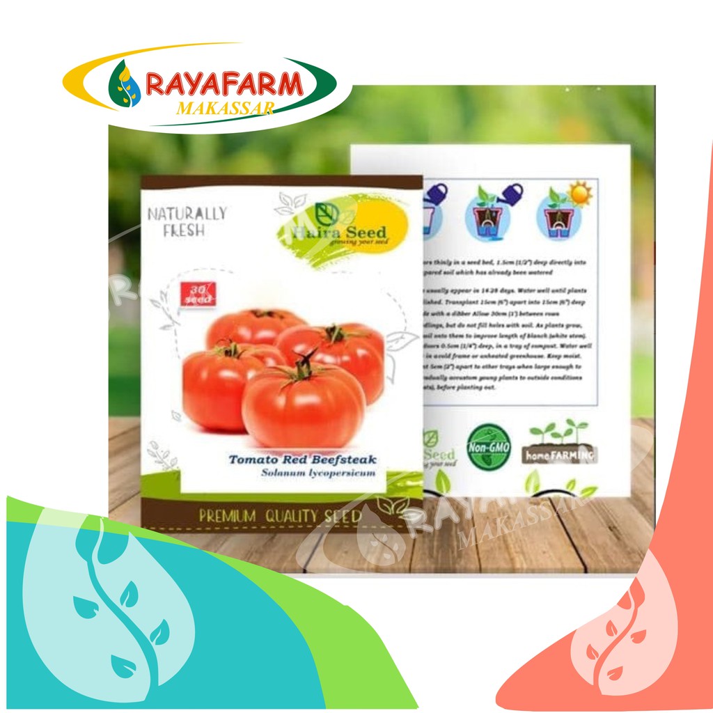 Benih Bibit Tomat Beef Steak