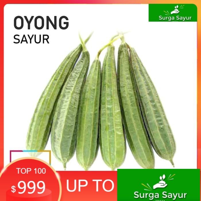 

SURGA SAYUR GAMBAS/ OYONG SAYUR FRESH [500g] SEJABODETABEK BISA INSTANT MENGGUNAKAN GOSEND &GRAB.