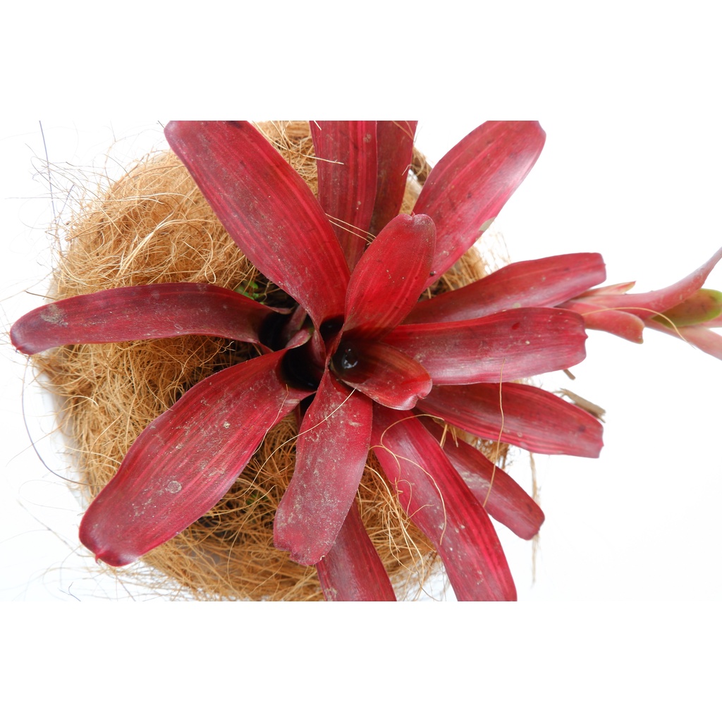 Bromelia Merah - Tanaman Hias