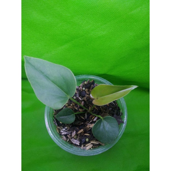 anturium corong  beby