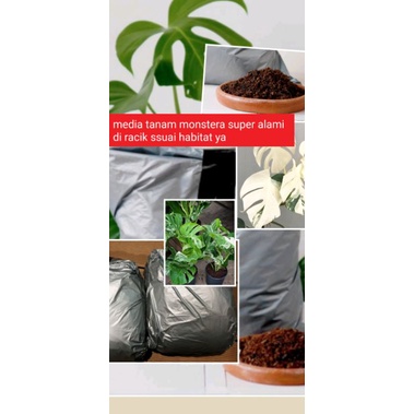 media tanam monstera di racik alami ssuai habitat ya isi 1kg
