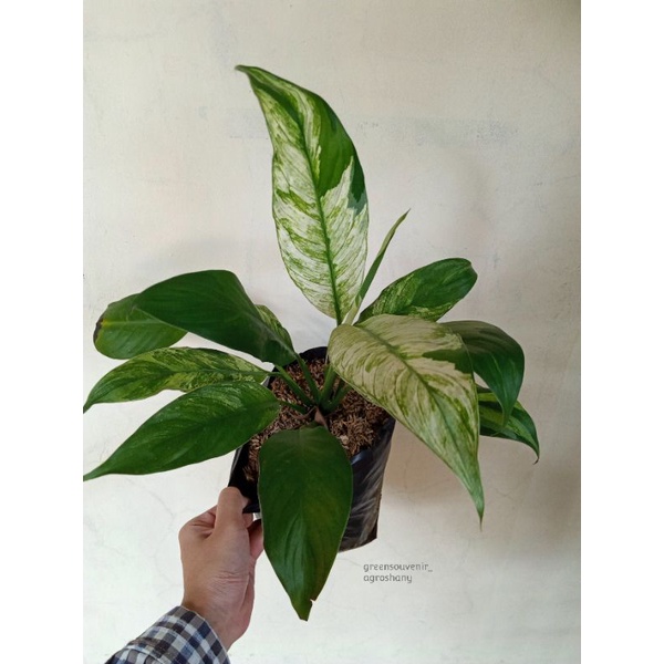 Peace lily variegata