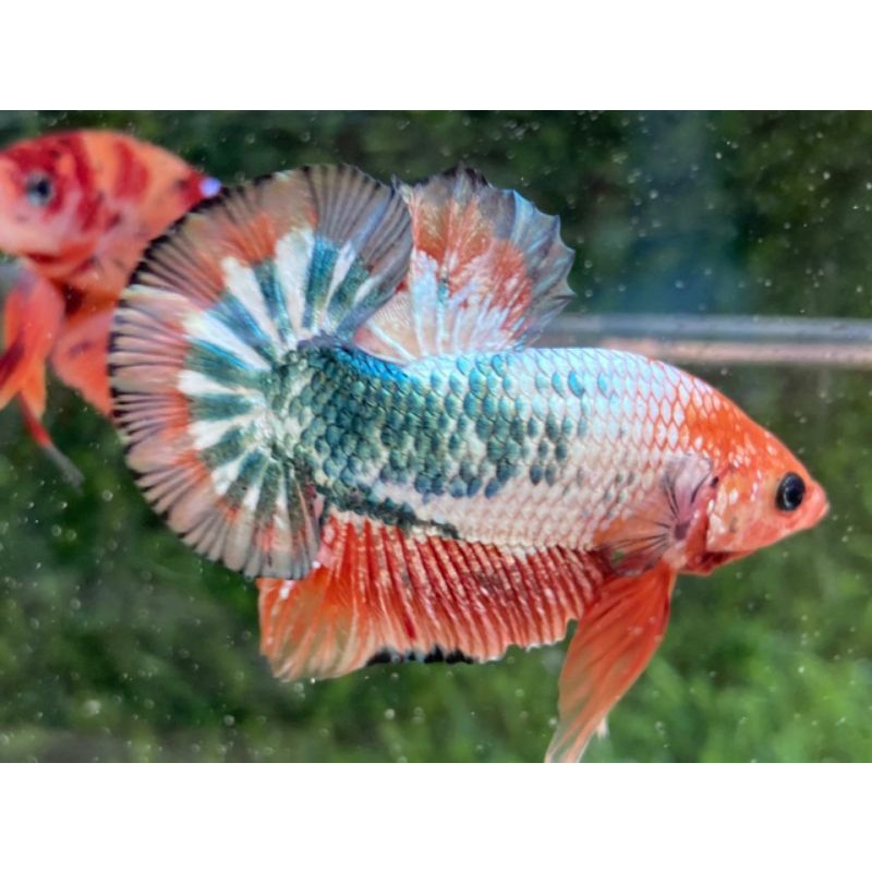 ikan cupang jenis FCCP