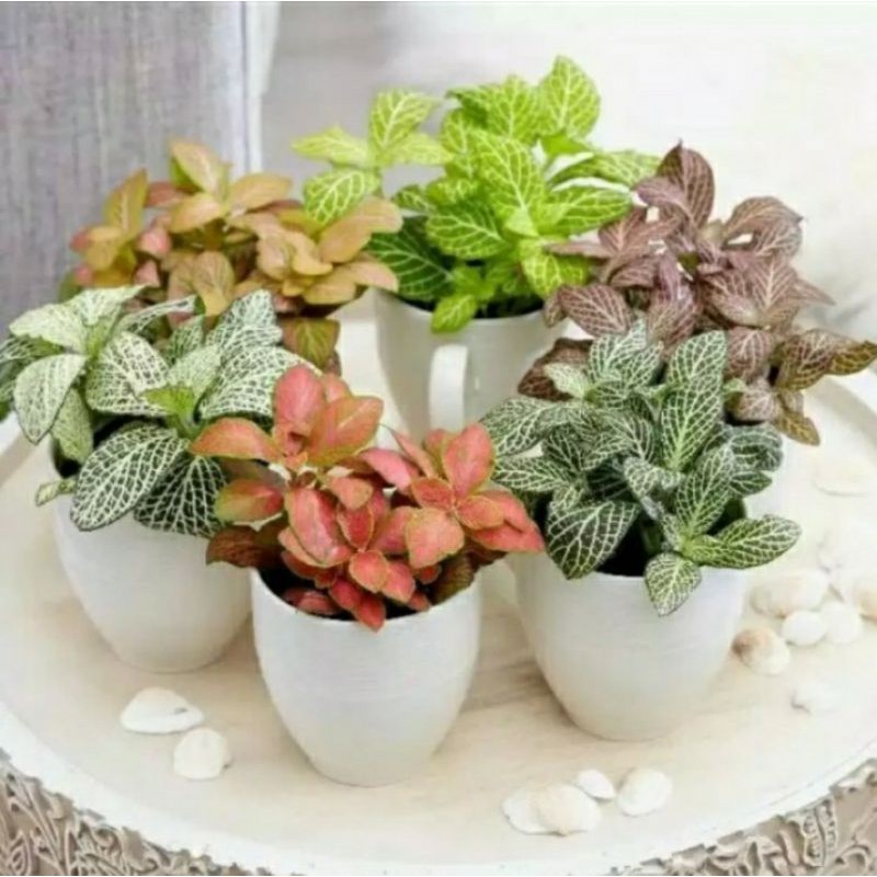 TERMURAH Tanaman Fittonia Import