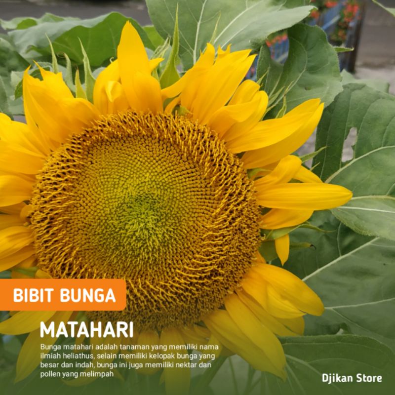 100 biji Bibit bunga matahari kanigara pohon besar