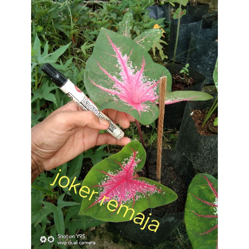 keladi joker remaja, keladi ace of heart, joker kecil/baby
