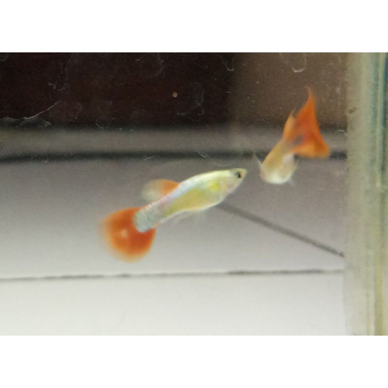 Guppy Platinum Red Tail PRT, ikan Hias