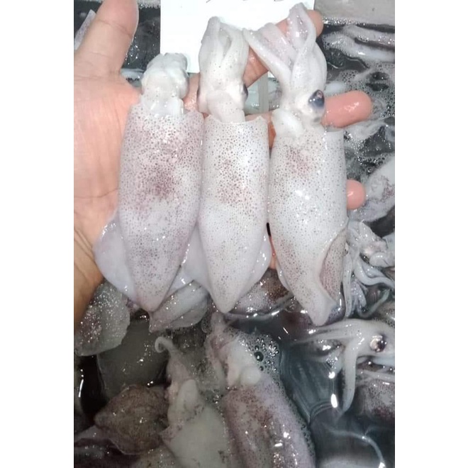 

Frozen food cumi/ CUMI CUMI SEGAR FRESH 500 GRAM- POS SAYUR PALEMBANG