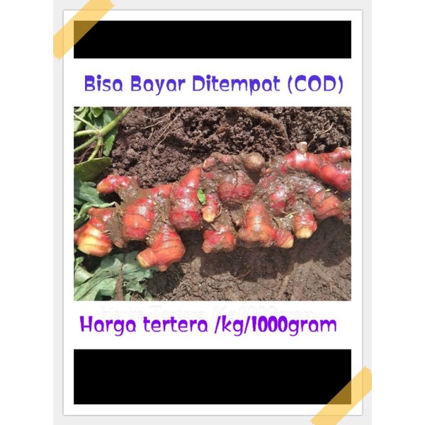

Jahe merah tua bisa buat bibit