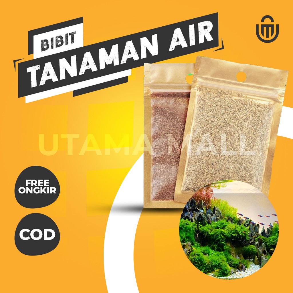 Bibit Tanaman Air rumput Aquarium aquascape Ornament Mudah Hidup