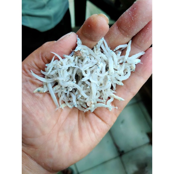 

Teri Nasi Khas Medan