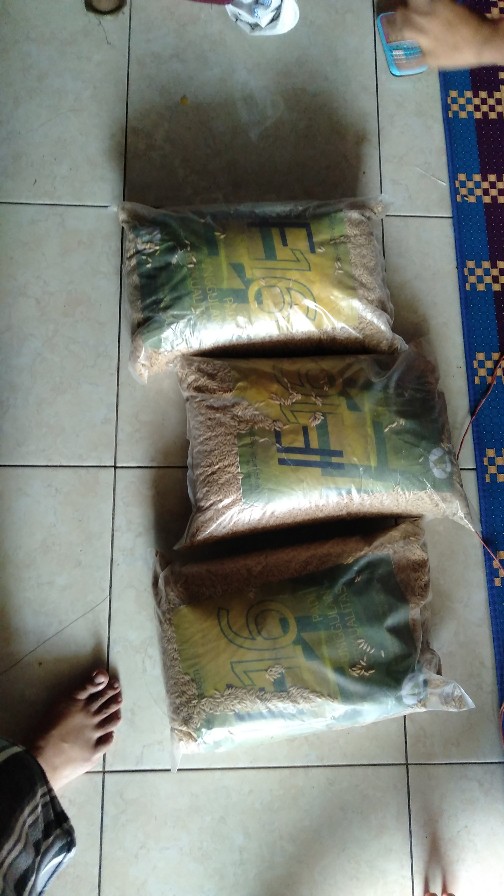 Benih Padi Unggul If16 Bibit Padi If 16 Bobot 5kg