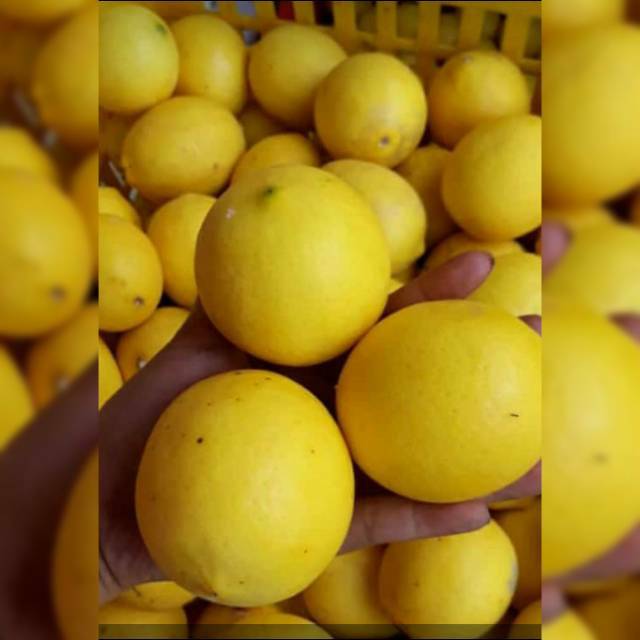 

Buah jeruk lemon california|buah segar bandung|nuri fruits|buah lemon