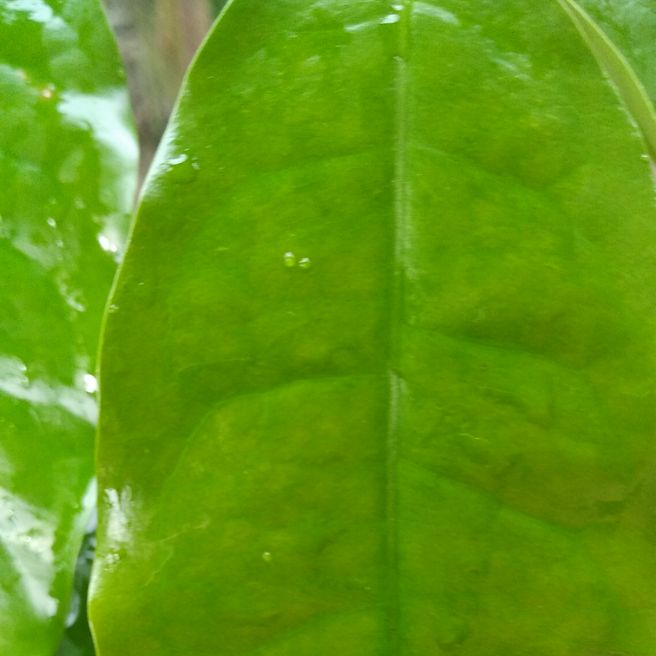 

daun melinjo segar perikat Herbal alami Murah Obat herbal alami murah asli dari kampung