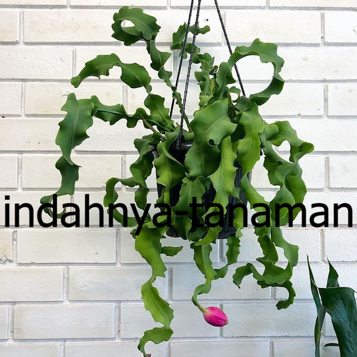 NEW Tanaman hias wijaya kusuma curly - wijaya kusuma keriting