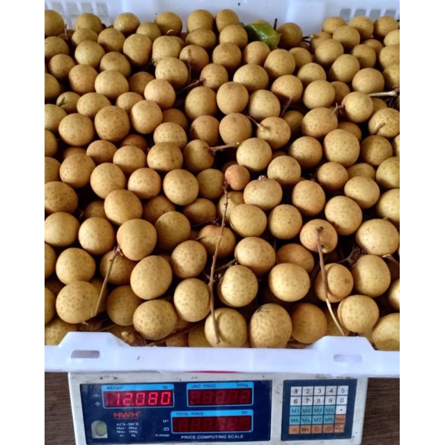 

Buah Lengkeng Bangkok 1 Kg Daging Tebal Manis