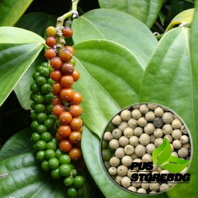 

Jual buah kusmus atau lada hitam fress 150 gram