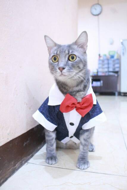 Tuxedo navi blink-blink lucu untuk kucing dan anjing size S M L XL