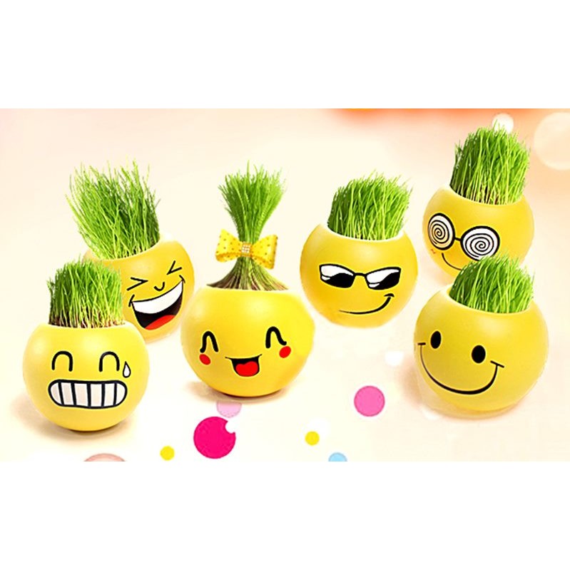[LOGU] Tanaman pot rumput mini emoticon lucu, Tanaman horta lucu