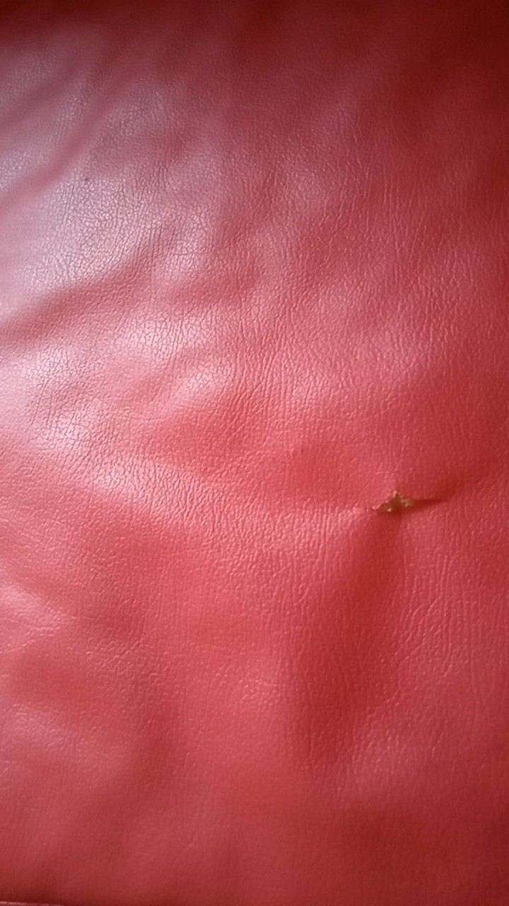 Elber Tempat Sikat Pasta Gigi Lady Bug Toothpaste Brush Organizer