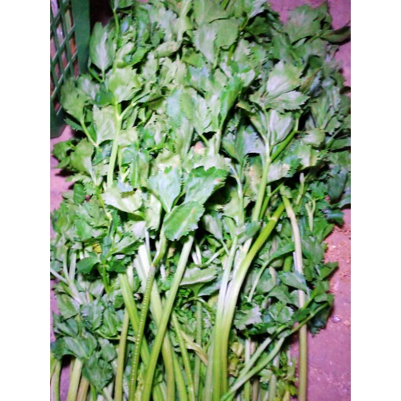 

Daun seledri per 250gram