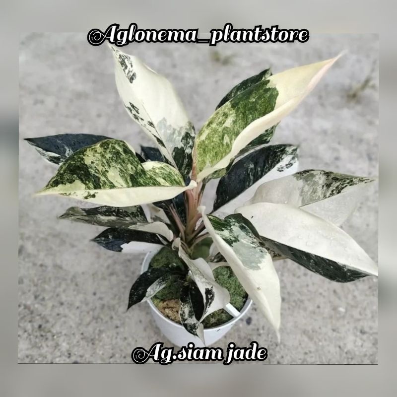 PROMO bibit aglonema Siam Jade/bibit aglonema bonggol aglonema Siam jade