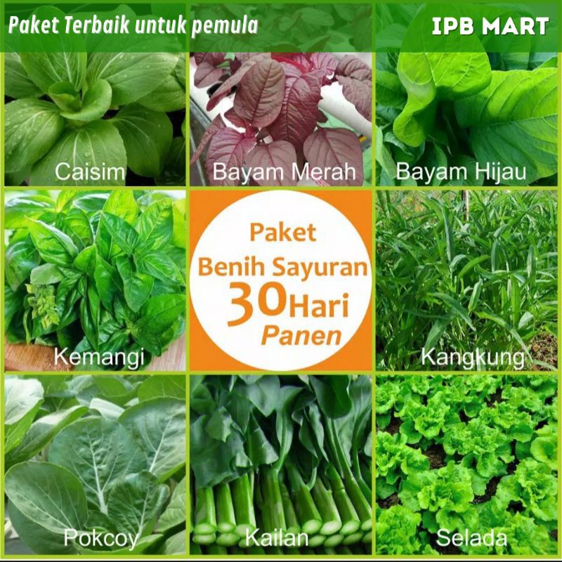 Paket Benih Sayuran 30 Hari Panen (Kailan, Pokcoy, Selada, Kemangi, Bayam, Kangkung, Caisin)-1