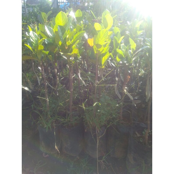 Bibit Tanaman Nangka Mini Okulasi bibit nangka mini madu