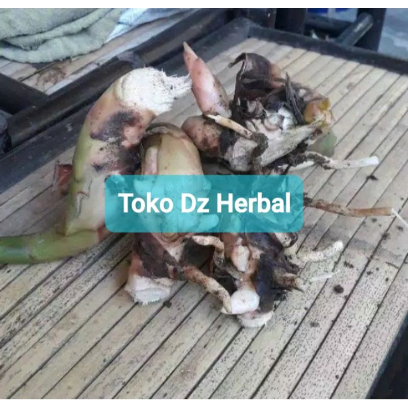 

Jual umbi kecombrang atau honje bisa untuk bibit 500 gram-az