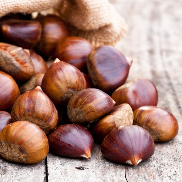 Victory Seed - Bibit Benih Chestnut (Isi 10 Gram)