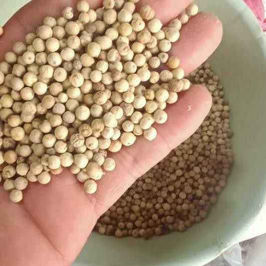 

LY4» LADA PUTIH MULIA 100gram TREN MASA KINI