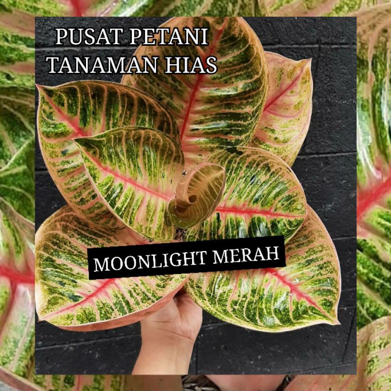 Bibit aglonema bonggol Moonlight merah