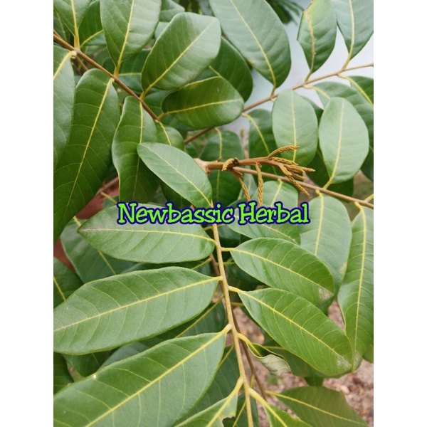 

daun kelengkeng fresh 500g