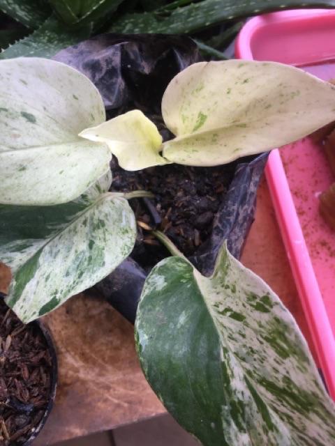 Tanaman Hias Sirih Gading Varigata - Sri Gading Varigata - Epipremnum