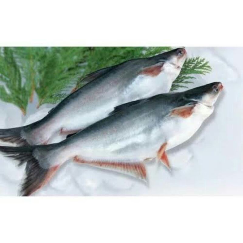 

Ikan Patin Segar 1 kg