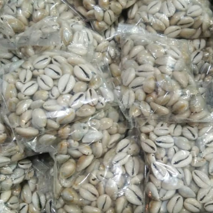 

Jual biji congklak dari kerang isi 100/bungkus Murah