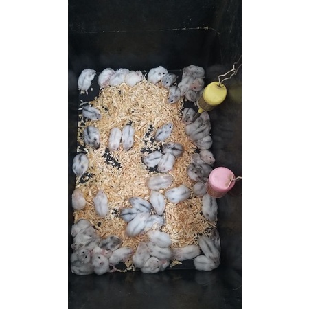 hamster winter white pearl (warna putih)