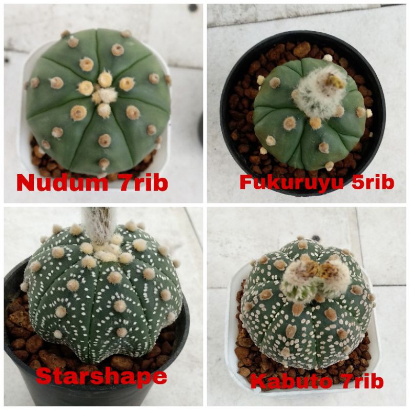 Biji Kaktus Astro Mix