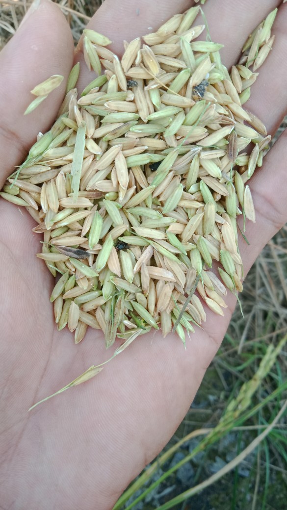 Rantang Nasi Anak Lunch Box Kotak Nasi Lucu Stainless Karakter 1layer