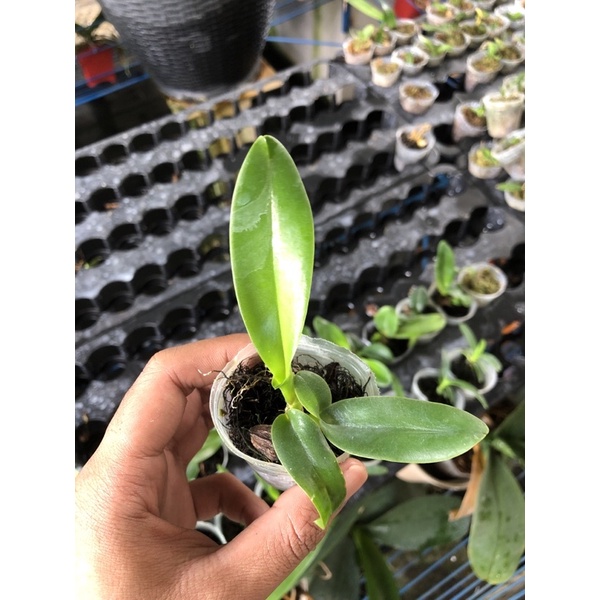 Seedling Anggrek Cattleya Bunga Jumbo