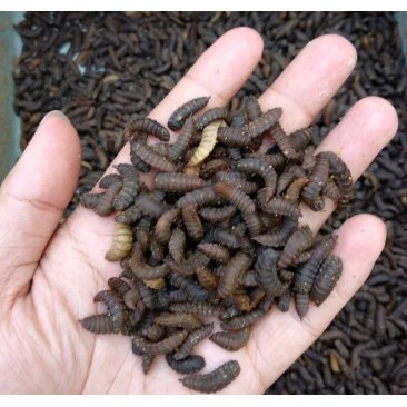 Pupa Maggot bsf murah berkualitas - maggot bsf
