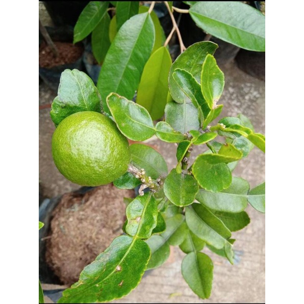 Pohon jeruk purut/jeruk purut