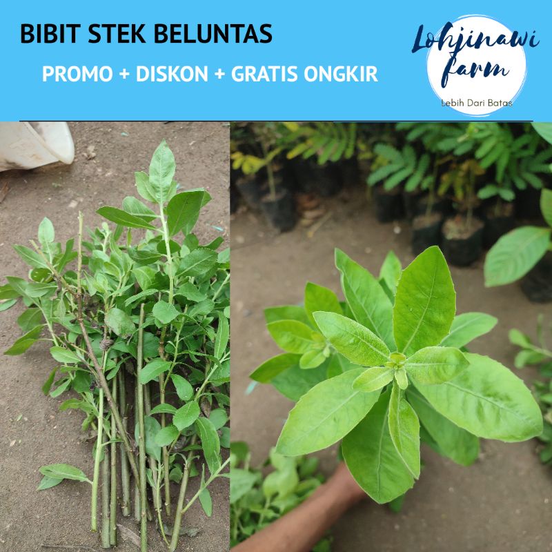 BIBIT Luntas /Beluntas/ Sayur Luntas Fresh Cutting 15 cm