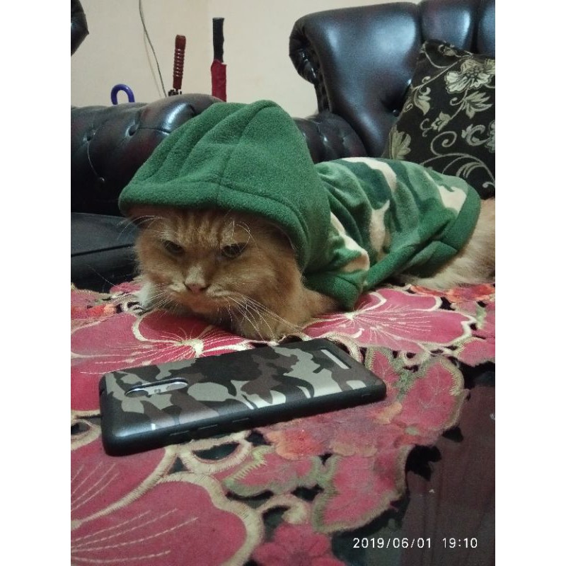 DIJUAL Kucing Anggora - Bobby