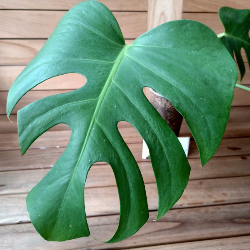 Monstera Siap Pajang