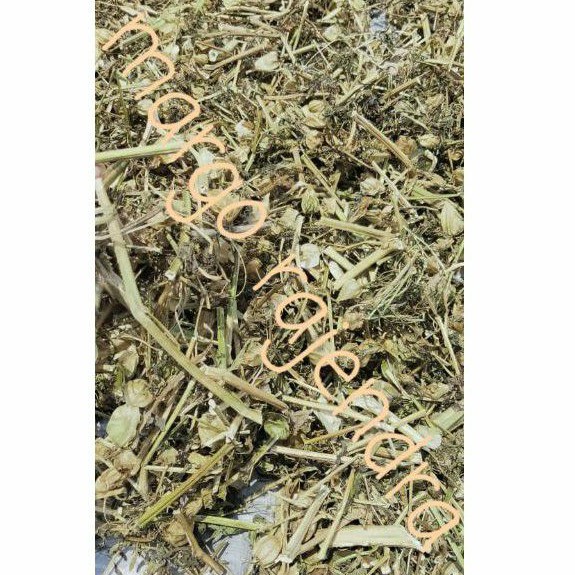 

1kg Daun batang CIPLUKAN cecenet cecendet ceplukan kering dried ceprutan 1 Kg